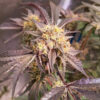sticky-sherbert-gg-cannabis-buds Sticky Sherbert GG
