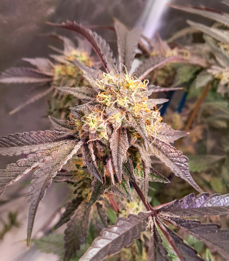 Trainwreck Fast Version