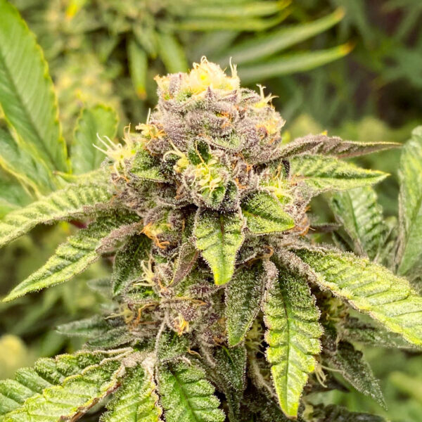 sticky-sherbert-gg-marihuana-buds Sticky Sherbert GG