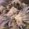 sticky-sherbert-gg-marijuana-buds Sticky Sherbert GG