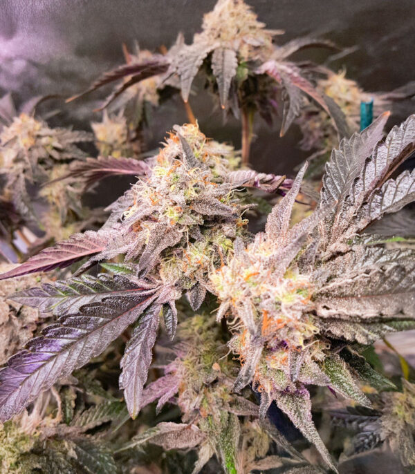 sticky-sherbert-gg-marijuana-buds Sticky Sherbert GG
