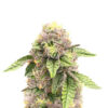 sticky-sherbert-gg-strain Sticky Sherbert GG