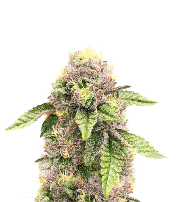sticky-sherbert-gg-strain Sticky Sherbert GG