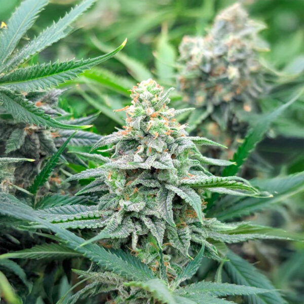strawberry-sangria-banana-autoflower-cannabis-buds Strawberry Sangria Banana Auto