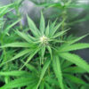 strawberry-sangria-banana-autoflower-cannabis-plant Strawberry Sangria Banana Auto