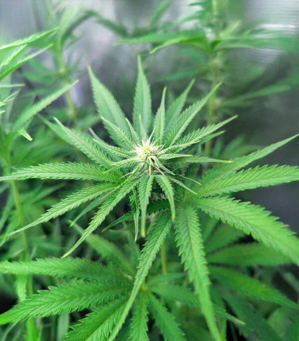 strawberry-sangria-banana-autoflower-cannabis-plant Strawberry Sangria Banana Auto