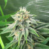 strawberry-sangria-banana-autoflower-marijuana-buds Strawberry Sangria Banana Auto