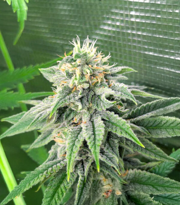 strawberry-sangria-banana-autoflower-marijuana-buds Strawberry Sangria Banana Auto