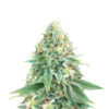 strawberry-sangria-banana-autoflower-strain Strawberry Sangria Banana Auto