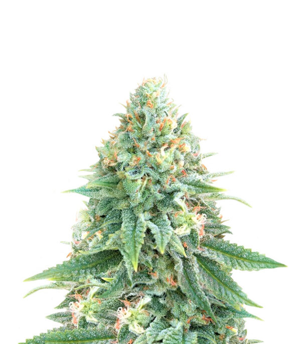 strawberry-sangria-banana-autoflower-strain Strawberry Sangria Banana Auto