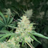 Super Sangria Skunk Auto