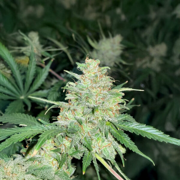 Super Sangria Skunk Auto