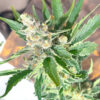 Super Sangria Skunk Auto