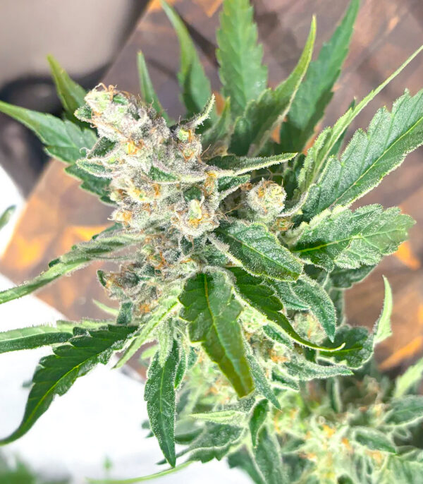 Super Sangria Skunk Auto