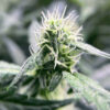 Super Sangria Skunk Auto