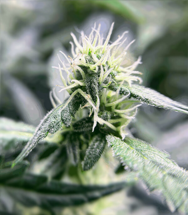 Super Sangria Skunk Auto