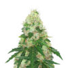 Super Sangria Skunk Auto