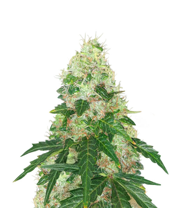 Super Sangria Skunk Auto