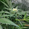 The White Fire OG