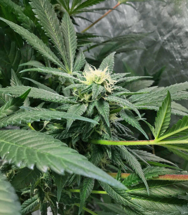 The White Fire OG