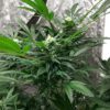 The White Fire OG