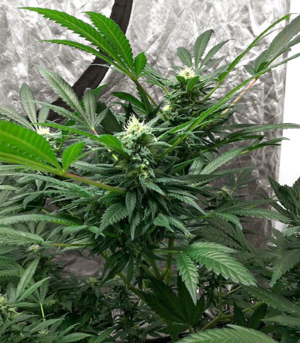 The White Fire OG