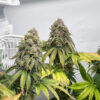 The White Fire OG