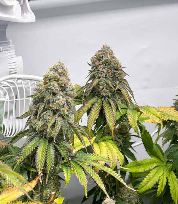 The White Fire OG