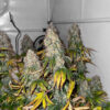 The White Fire OG