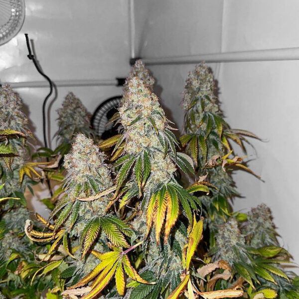 The White Fire OG
