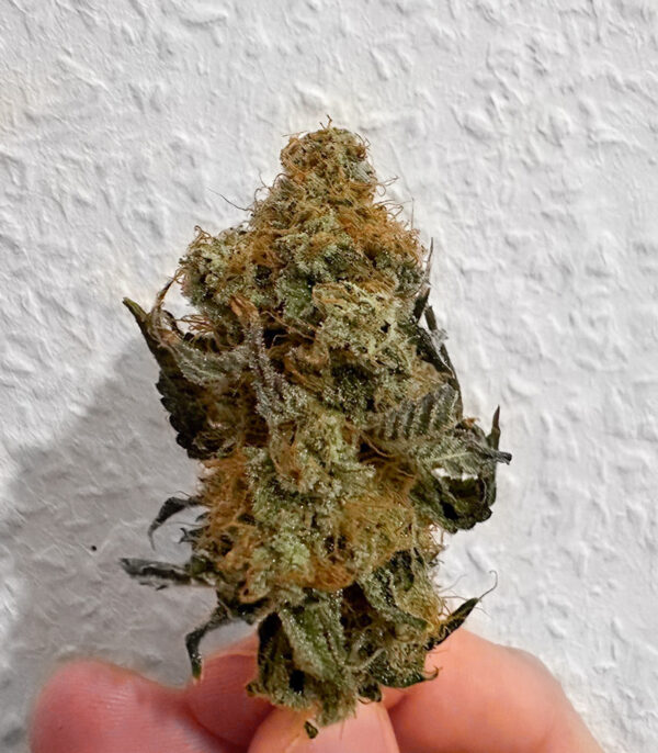 The White Fire OG