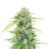 The White Fire OG