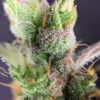 Trainwreck Fast Version