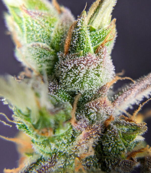 Trainwreck Fast Version