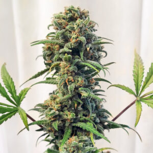 Trainwreck Fast Version