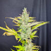 Trainwreck Fast Version