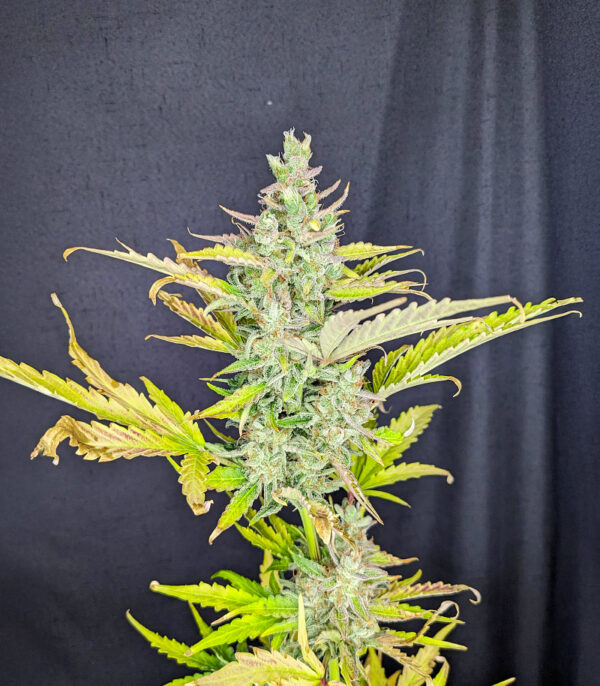 Trainwreck Fast Version