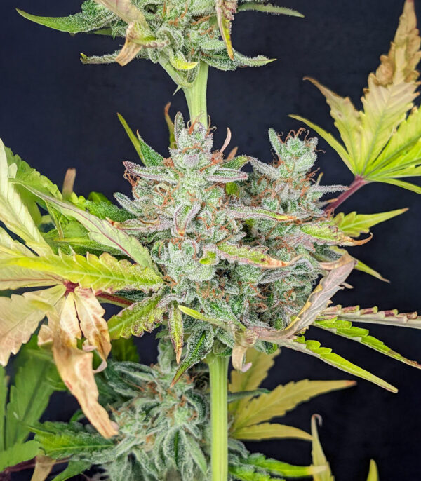 Trainwreck Fast Version