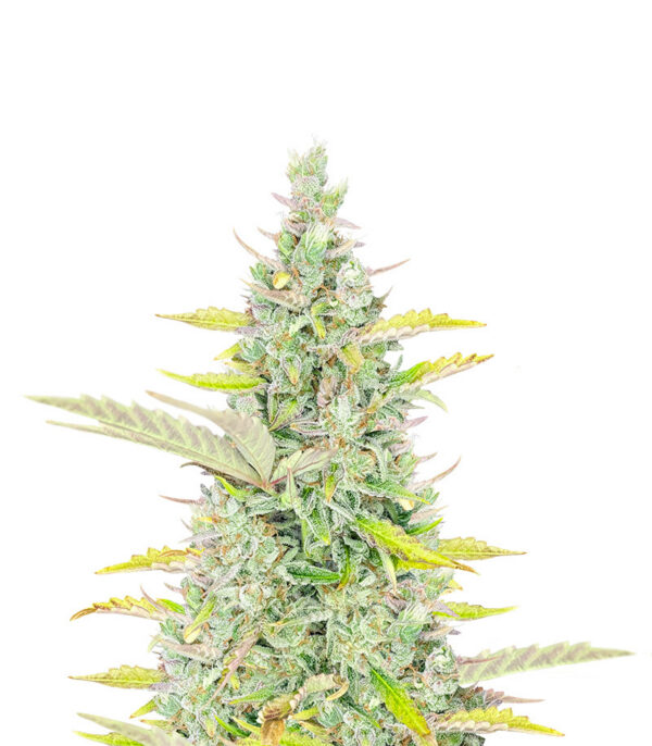 Trainwreck Fast Version