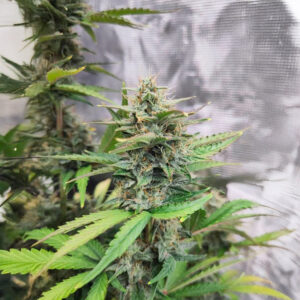 white-widow-x-white-fire-og-autoflower-cannabis-buds White Widow x White Fire OG Auto