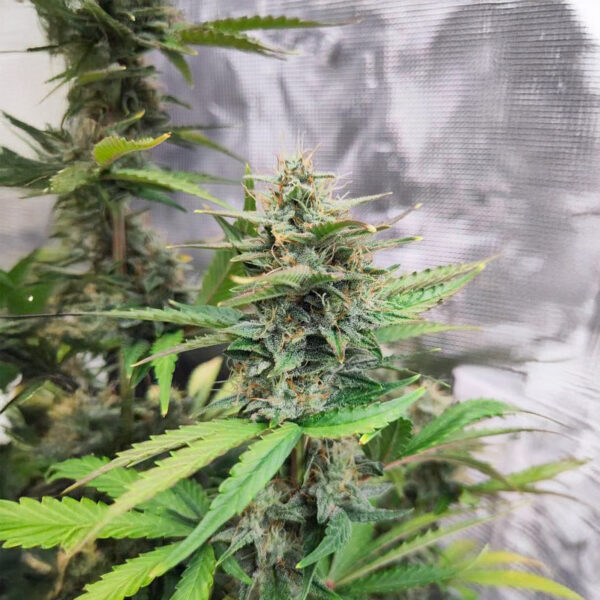 white-widow-x-white-fire-og-autoflower-cannabis-buds White Widow x White Fire OG Auto