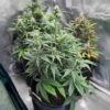 white-widow-x-white-fire-og-autoflower-cannabis-plant White Widow x White Fire OG Auto