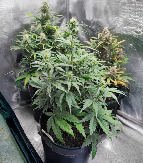white-widow-x-white-fire-og-autoflower-cannabis-plant White Widow x White Fire OG Auto