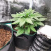 white-widow-x-white-fire-og-autoflower-marihuana-plant White Widow x White Fire OG Auto