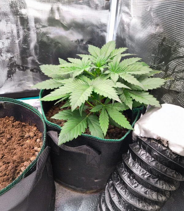white-widow-x-white-fire-og-autoflower-marihuana-plant White Widow x White Fire OG Auto
