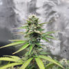 white-widow-x-white-fire-og-autoflower-marijuana-buds White Widow x White Fire OG Auto