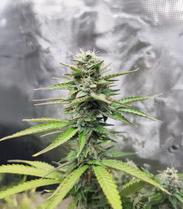 white-widow-x-white-fire-og-autoflower-marijuana-buds White Widow x White Fire OG Auto