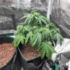 white-widow-x-white-fire-og-autoflower-marijuana-plant White Widow x White Fire OG Auto
