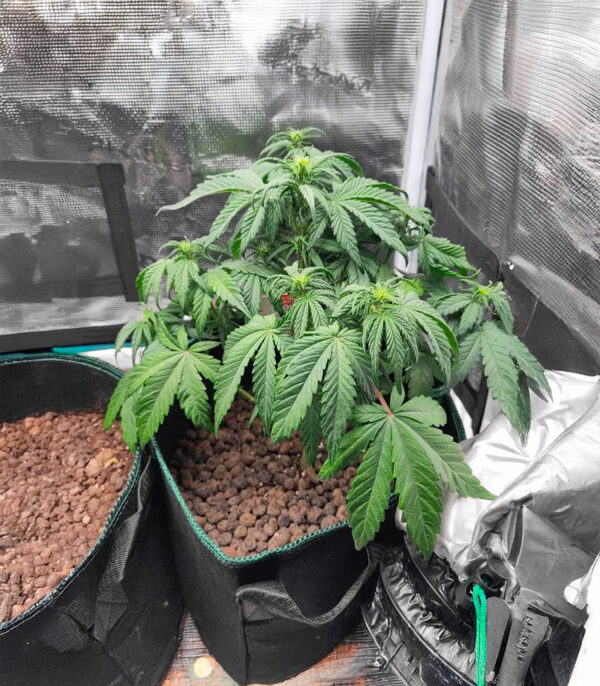 white-widow-x-white-fire-og-autoflower-marijuana-plant White Widow x White Fire OG Auto