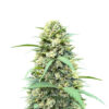 white-widow-x-white-fire-og-autoflower-strain White Widow x White Fire OG Auto